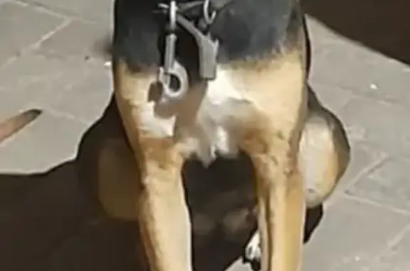 Lost Black Dog: Pregnant, 77th...