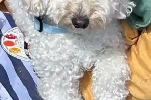 Lost Toy Poodle in Moonee Valley