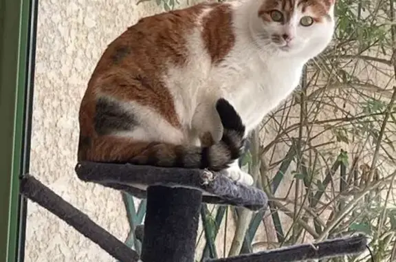 Chatte tricolore perdue, sociable, Clapiers - photo
