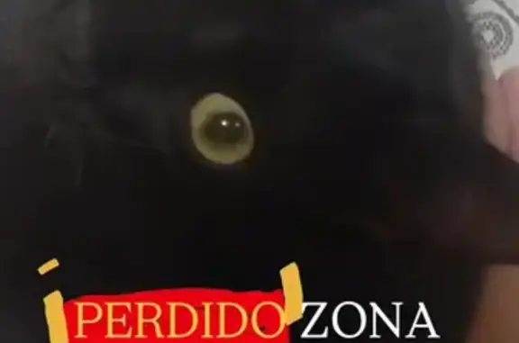 Gato Negro Perdido en Elche: Cariñoso y Único