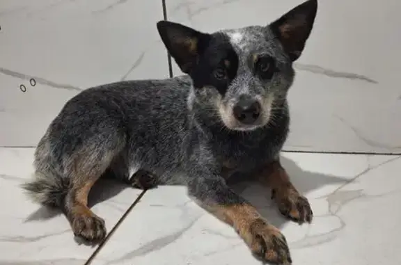 cachorro encontrada