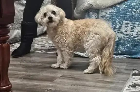 Found pets Nashville, photo: Found: Friendly Senior Dog on Bell Road