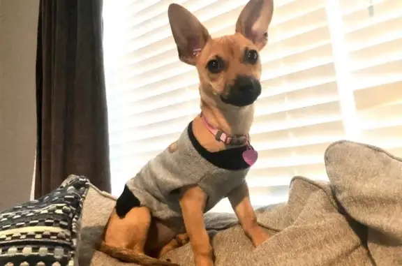 Lost Tan Dog in McKenzie - Very Friendly!