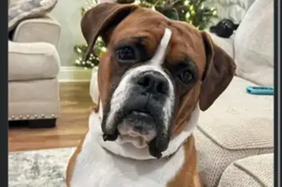 Lost Friendly Brown & White Dog in Linden