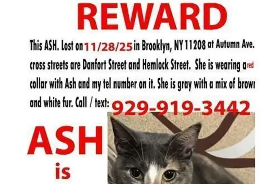 Missing cat New York, photo: Lost Cat: Gray/Brown/White in NY