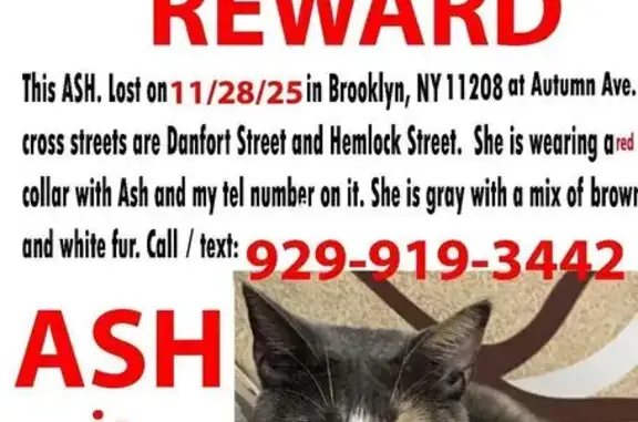 Lost Cat: Gray/Orange/White on Autumn Ave