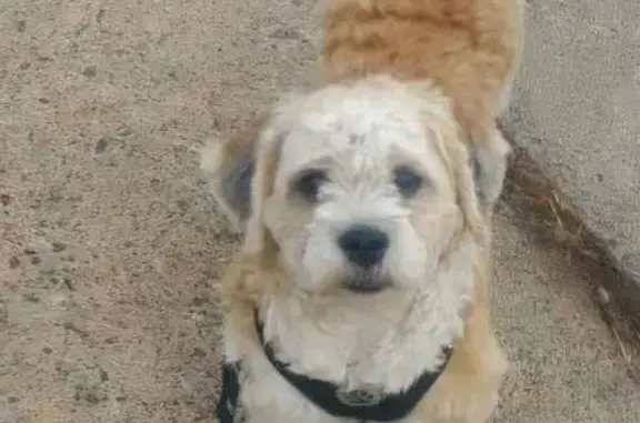 Lost Shihpoo 'Marsh Marsh' in Saint Paul