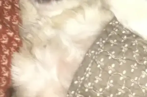 Help Find Ellie: Lost White Chihuahua