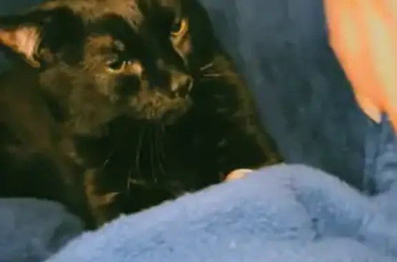 Lost Black Cat: Help Find Scared Kitty!