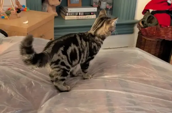 Found cat Lincoln, photo: Found Cat on S Street, Lincoln 3212