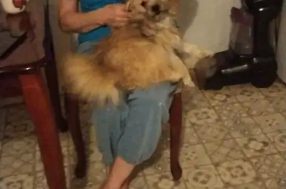 Lost One-Eyed Dog on Tsalagi Road