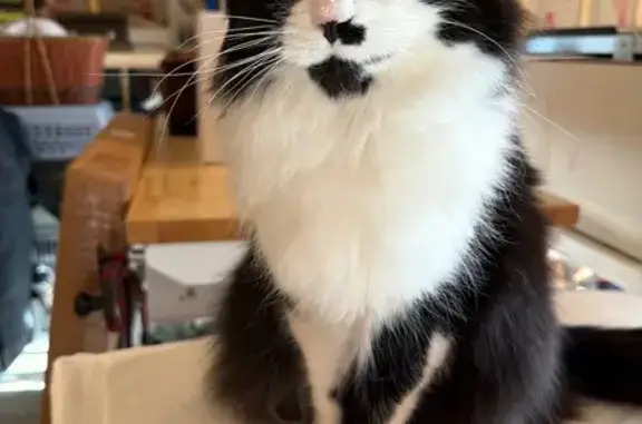 Missing cat Edwardsville, photo: Lost Tuxedo Cat: East Union Street