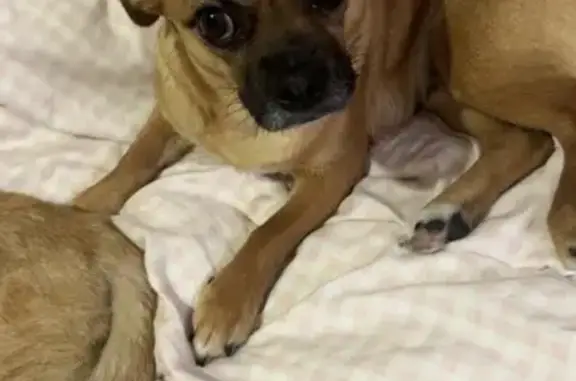 Lost Shih Tzu Chihuahua in Geelong