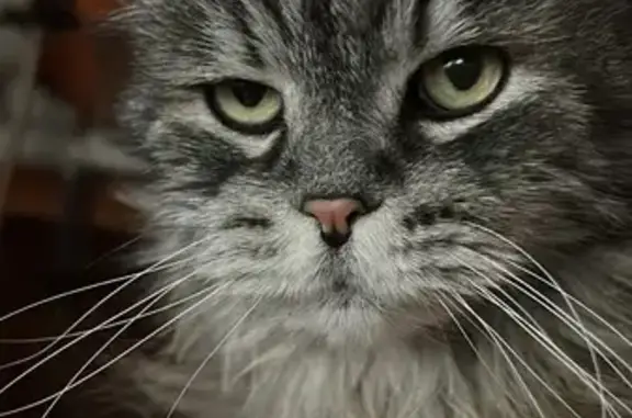 ¡Ayuda! Gato Gris Perdido en Leganés