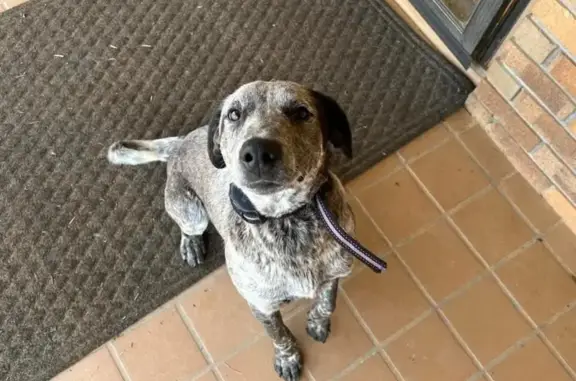 Lost Dog Alert: Fruithurst, AL