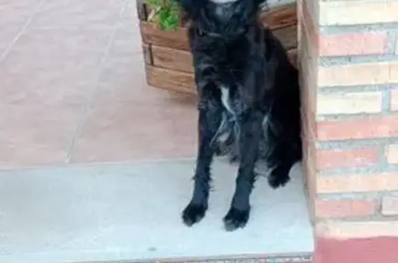 Negra con pecho blanco, muy cariñosa, se ha perdido