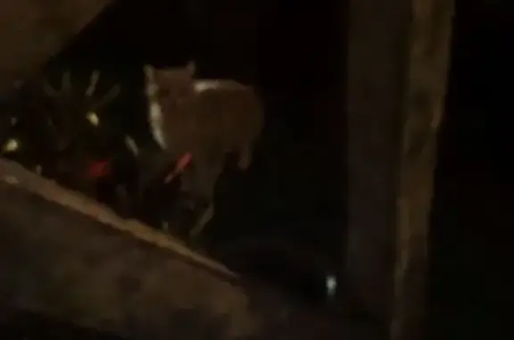 Chat trouvé Casteljaloux, photo: Chaton roux rayé, craintif, rue Henri IV