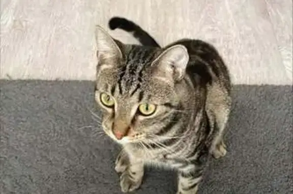 Lost Tabby Cat, 10mo, Kendall St, Parramatta