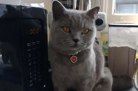 Lost Grey Cat with Yellow Collar in Parramatta