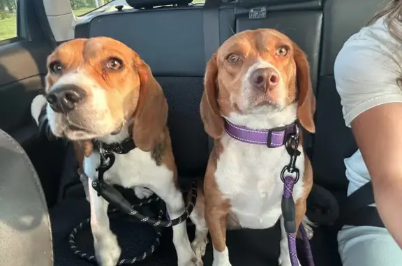 Missing dog Siloam Springs, photo: Lost Dogs: Bud & Lady Need Your Help!