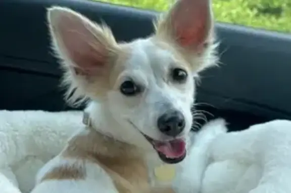 Lost: Skittish Zoe, White Chihuahua Mix