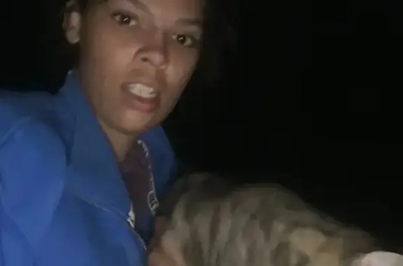 Lost Cat: Beloved Striped Beauty Missing