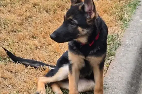 Lost Black & Tan Dog on W. Turner St.