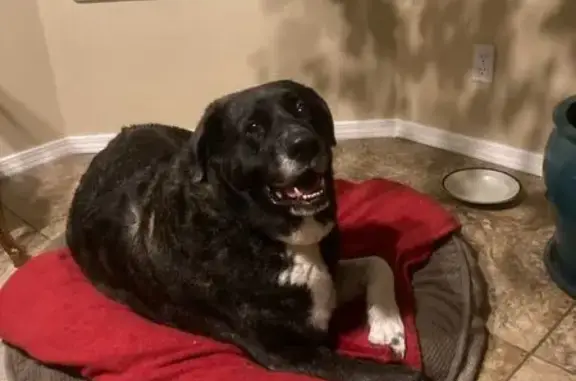 Found pets Post Falls, photo: Found Large Dog: Black & Brindle in Post Falls