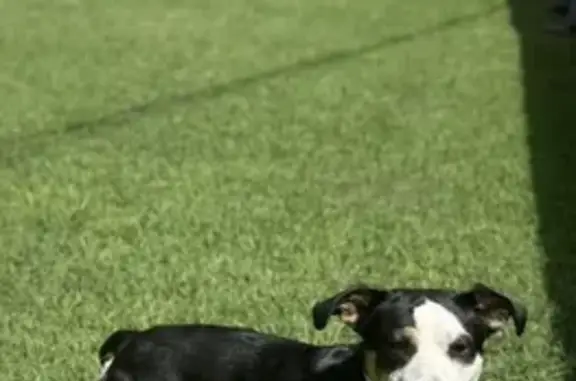 Lost Jackabee: Black, White & Brown Mix