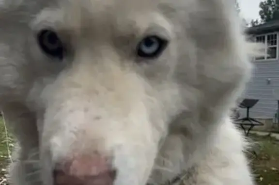 Lost White Husky: Unique Eyes in Troy