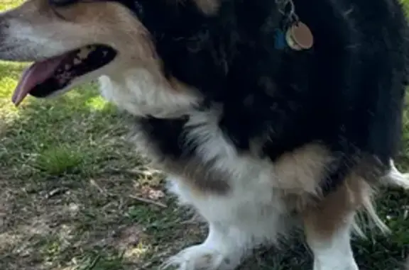 Lost Dog: Black with White Markings, Greer