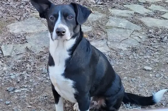 Lost Border Collie: Black & White Tuxedo