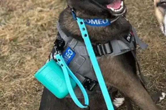 Missing dog Manchester, photo: Lost Dog: Black with White Markings, Manchester