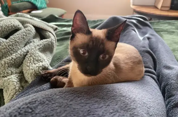 Missing cat Pike Road, photo: Lost Cat: Shy & Sensitive on Pike Rd