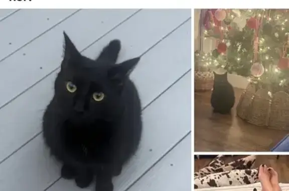 Lost Black Cat: White Patch on Belly