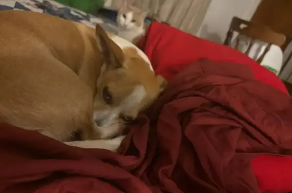 Lost Bowlegged Dog: Friendly & Loveable