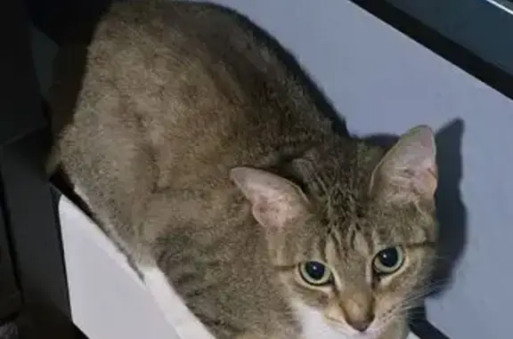 Missing cat , photo: Lost Cat in Palisades Park, NJ