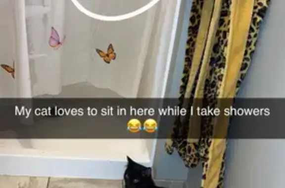 Missing cat Hopkins, photo: Lost Black Cat: Friendly but Timid