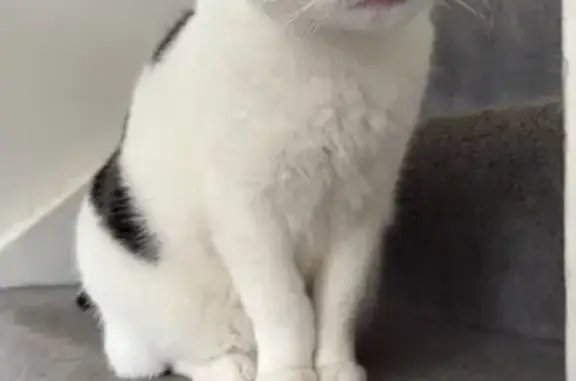 Lost Cat on Nicholson St, Yarra City