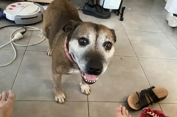 Lost Elderly Brindle Dog in Nowra Area
