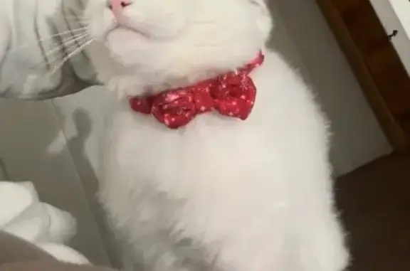 Missing cat Los Angeles, photo: Lost Cat: Help Find Missy near Bryant St!