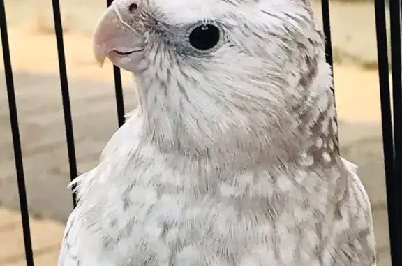 Lost pets Port Adelaide Enfield, photo: Lost White-Faced Pearl Cockatiel Alert!
