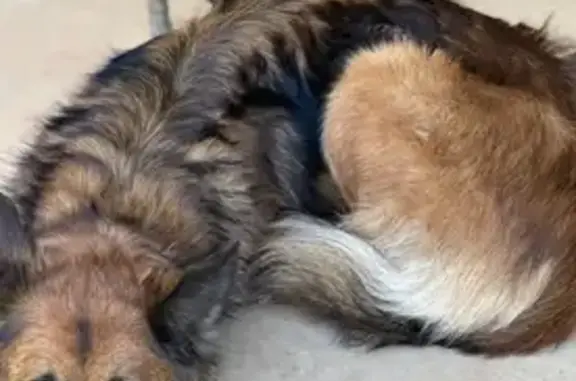 Lost: Friendly German Shepherd Mix - photo