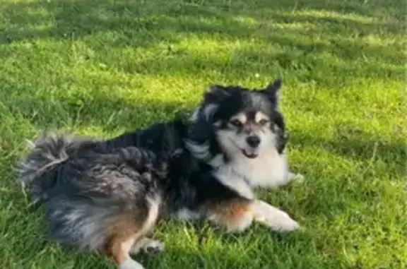 Lost Black & White Dog: Oakland, E. 19th St