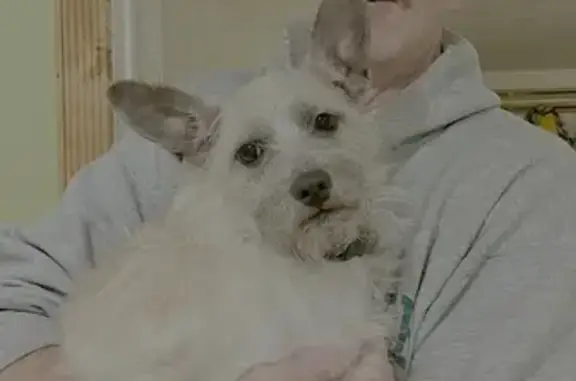 Lost: Friendly Cairn Terrier Mix in Helena