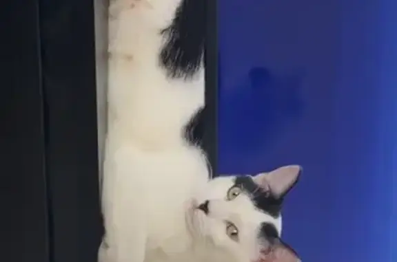 Missing cat Gatesville, photo: Lost Black & White Cat in Gates, NC 37