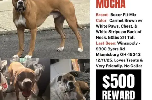 Help Find Mocha: Lost Boxer Pit Mix - photo
