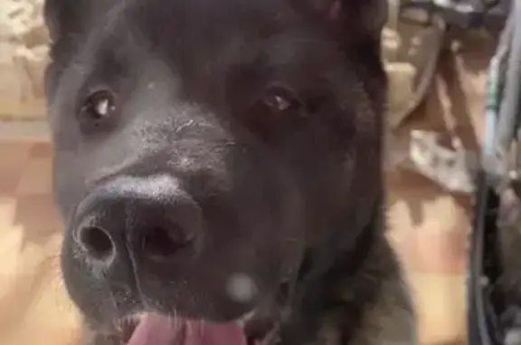 Chien perdu , photo : Chien perdu : Tête noire, pelage tricolore