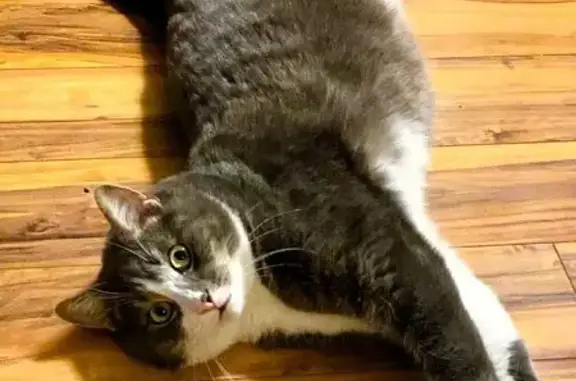 Lost: Friendly Gray Cat Named Frankie