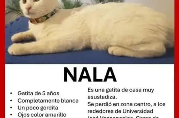 ¡Gata Blanca Perdida en Calle...